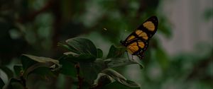 Preview wallpaper butterfly, insect, yellow, black, leaves