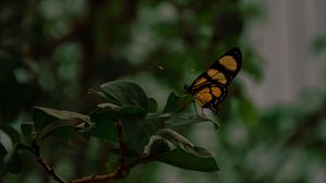 Preview wallpaper butterfly, insect, yellow, black, leaves