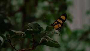 Preview wallpaper butterfly, insect, yellow, black, leaves