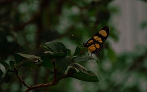 Preview wallpaper butterfly, insect, yellow, black, leaves