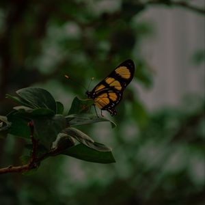 Preview wallpaper butterfly, insect, yellow, black, leaves