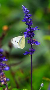 Preview wallpaper butterfly, lavender, flowers, plants, macro