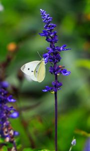 Preview wallpaper butterfly, lavender, flowers, plants, macro