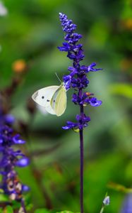 Preview wallpaper butterfly, lavender, flowers, plants, macro