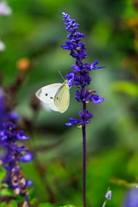 Preview wallpaper butterfly, lavender, flowers, plants, macro