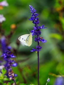 Preview wallpaper butterfly, lavender, flowers, plants, macro