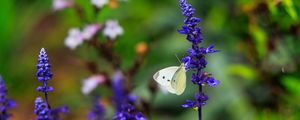 Preview wallpaper butterfly, lavender, flowers, plants, macro