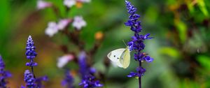 Preview wallpaper butterfly, lavender, flowers, plants, macro