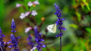 Preview wallpaper butterfly, lavender, flowers, plants, macro