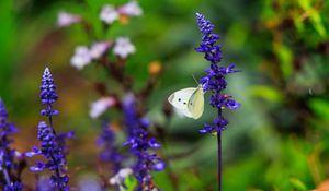 Preview wallpaper butterfly, lavender, flowers, plants, macro