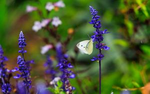 Preview wallpaper butterfly, lavender, flowers, plants, macro