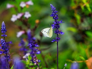 Preview wallpaper butterfly, lavender, flowers, plants, macro