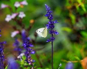 Preview wallpaper butterfly, lavender, flowers, plants, macro