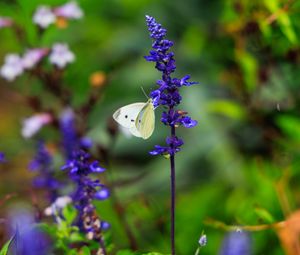 Preview wallpaper butterfly, lavender, flowers, plants, macro