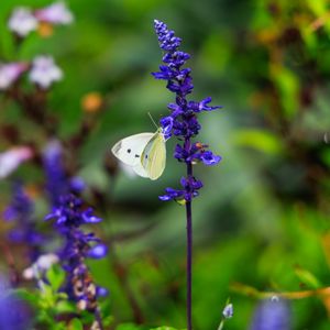 Preview wallpaper butterfly, lavender, flowers, plants, macro