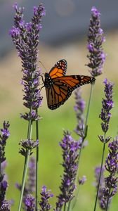 Preview wallpaper butterfly, lavender, flowers, insect, macro