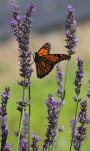 Preview wallpaper butterfly, lavender, flowers, insect, macro