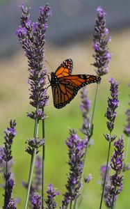 Preview wallpaper butterfly, lavender, flowers, insect, macro