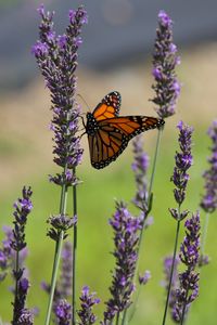 Preview wallpaper butterfly, lavender, flowers, insect, macro