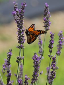 Preview wallpaper butterfly, lavender, flowers, insect, macro