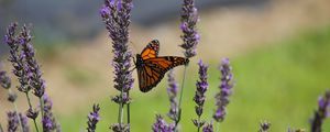 Preview wallpaper butterfly, lavender, flowers, insect, macro