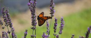 Preview wallpaper butterfly, lavender, flowers, insect, macro