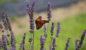 Preview wallpaper butterfly, lavender, flowers, insect, macro