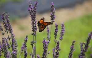 Preview wallpaper butterfly, lavender, flowers, insect, macro