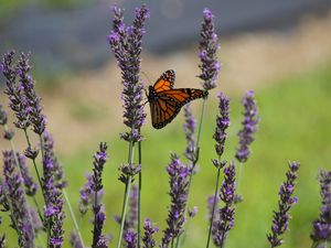 Preview wallpaper butterfly, lavender, flowers, insect, macro