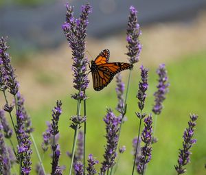 Preview wallpaper butterfly, lavender, flowers, insect, macro