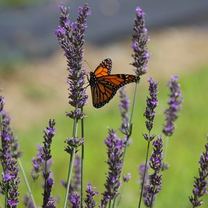 Preview wallpaper butterfly, lavender, flowers, insect, macro