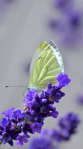 Preview wallpaper butterfly, lavender, flowers, macro