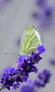 Preview wallpaper butterfly, lavender, flowers, macro