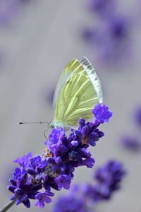 Preview wallpaper butterfly, lavender, flowers, macro