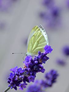 Preview wallpaper butterfly, lavender, flowers, macro