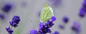 Preview wallpaper butterfly, lavender, flowers, macro