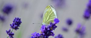 Preview wallpaper butterfly, lavender, flowers, macro