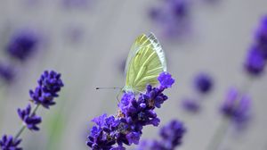 Preview wallpaper butterfly, lavender, flowers, macro