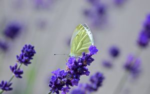 Preview wallpaper butterfly, lavender, flowers, macro