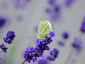 Preview wallpaper butterfly, lavender, flowers, macro