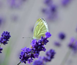 Preview wallpaper butterfly, lavender, flowers, macro