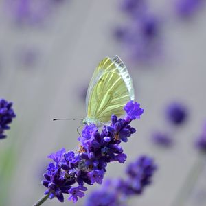 Preview wallpaper butterfly, lavender, flowers, macro