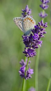 Preview wallpaper butterfly, lavender, inflorescence, macro