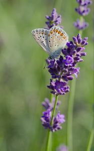 Preview wallpaper butterfly, lavender, inflorescence, macro