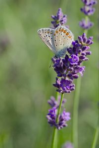 Preview wallpaper butterfly, lavender, inflorescence, macro