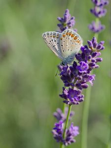 Preview wallpaper butterfly, lavender, inflorescence, macro