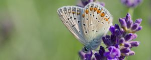 Preview wallpaper butterfly, lavender, inflorescence, macro