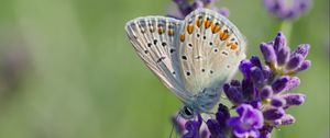 Preview wallpaper butterfly, lavender, inflorescence, macro