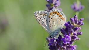 Preview wallpaper butterfly, lavender, inflorescence, macro