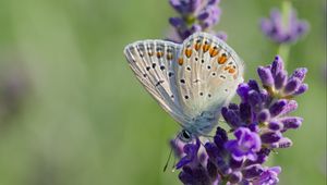 Preview wallpaper butterfly, lavender, inflorescence, macro